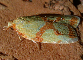 Sulphur Fruit Tortrix